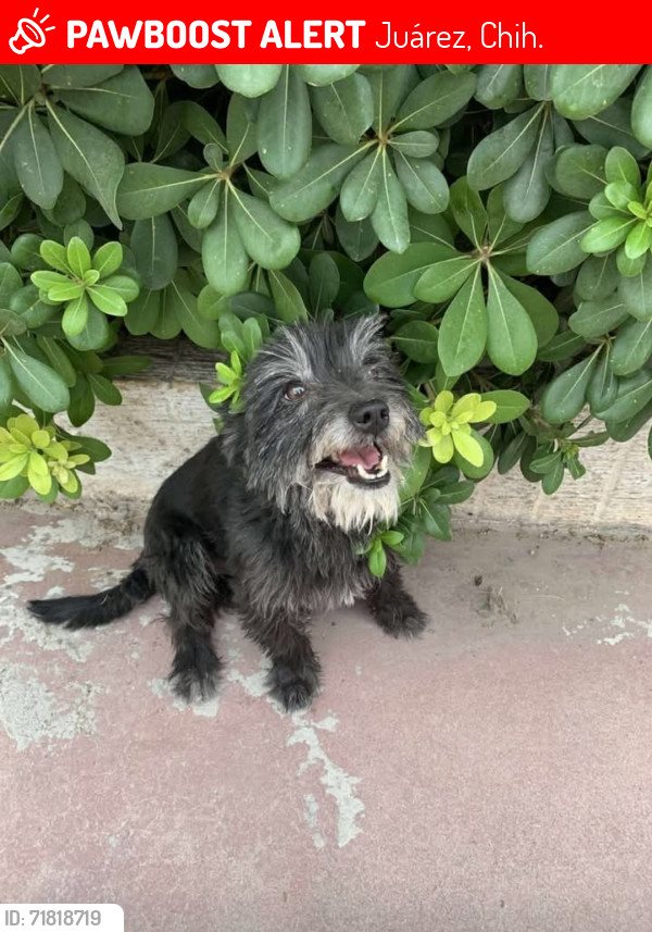 Lost Male Dog last seen Near de Septiembre e Ignacio de la peña , Juárez, Chih. 79901