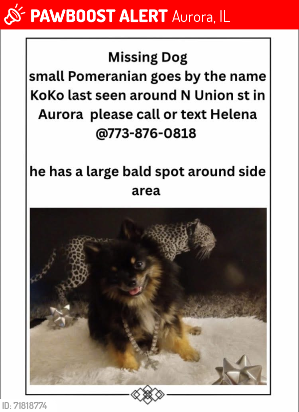 Lost Male Dog last seen Union st, Aurora, IL 60505