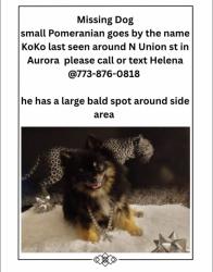 Lost Male Dog last seen Union st, Aurora, IL 60505