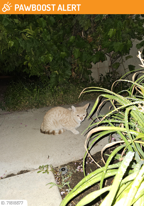 Found/Stray Unknown Cat last seen Vineyard & Foothill, Rancho Cucamonga, CA 91701