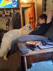 Lost Male Dog last seen Hwy 412/63, Williford, AR 72482