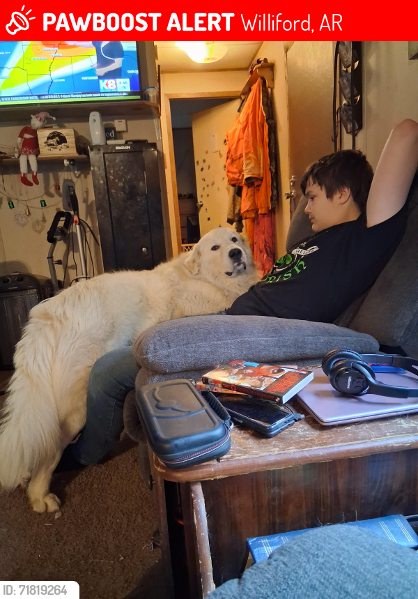 Lost Male Dog last seen Hwy 412/63, Williford, AR 72482
