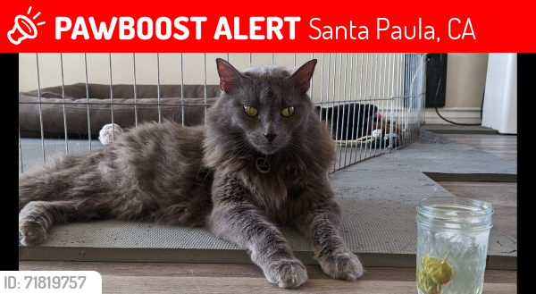 Lost Male Cat last seen Trinity Lane/Dean Drive/W. Santa Barbara Street, Santa Paula, CA 93060