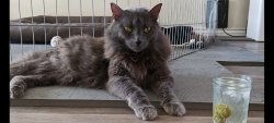 Lost Male Cat last seen Trinity Lane/Dean Drive/W. Santa Barbara Street, Santa Paula, CA 93060