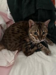 Lost Male Cat last seen Golondrina Dr, La Mesa, CA 91941