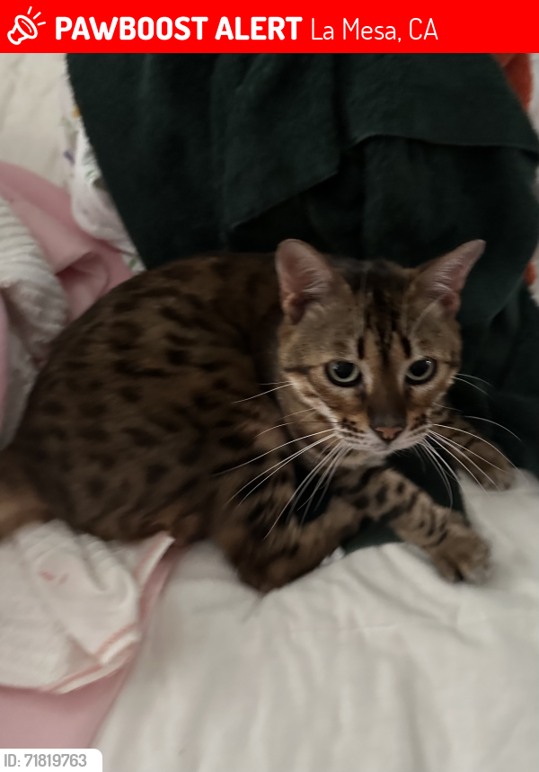 Lost Male Cat last seen Golondrina Dr, La Mesa, CA 91941
