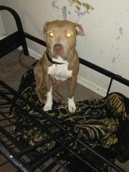 Lost Male Dog last seen Anthony and Mercer, Macon, GA 31204