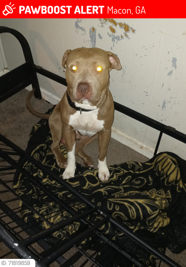 Lost Male Dog last seen Anthony and Mercer, Macon, GA 31204