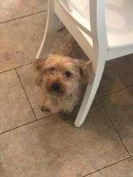 Lost Male Dog last seen Newton Bay, San Antonio, TX 78223