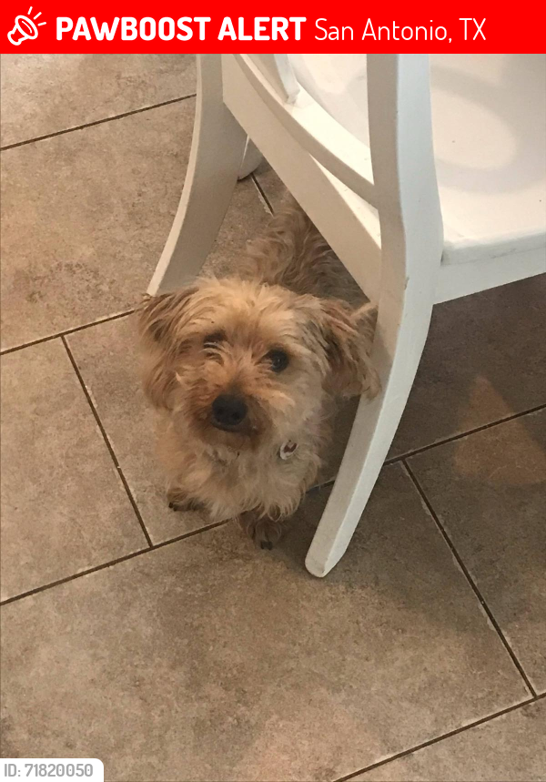 Lost Male Dog last seen Newton Bay, San Antonio, TX 78223