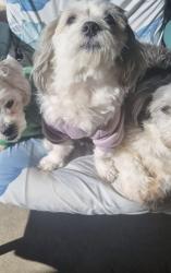 Lost Female Dog last seen Nelson Park school Bell Park / Also seen Ballarat Highway, Hamlyn Heights, VIC 3215