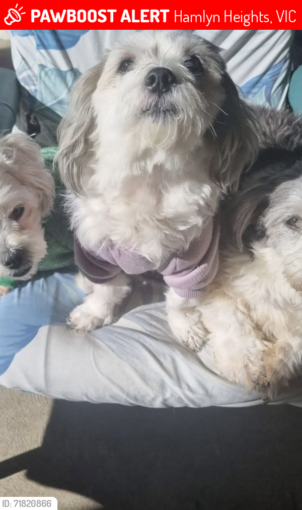 Lost Female Dog last seen Nelson Park school Bell Park / Also seen Ballarat Highway, Hamlyn Heights, VIC 3215