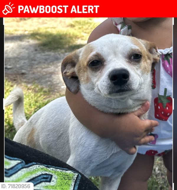 Lost Male Dog last seen Gwinnett st. Off Dorchester Road , North Charleston, SC 29418