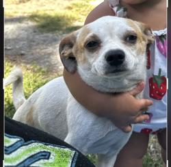Lost Male Dog last seen Gwinnett st. Off Dorchester Road , North Charleston, SC 29418