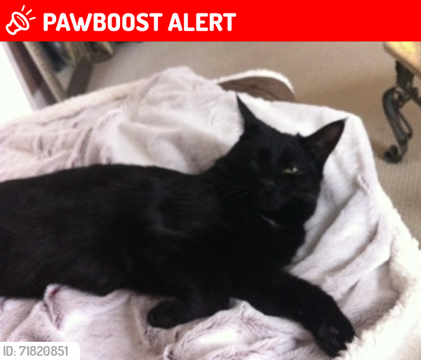 Lost Male Cat last seen Highbury Ave. N. & Medway Rd., London, On, Middlesex Centre, ON N0M 1C0