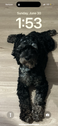 Lost Female Dog last seen E Cedar St Lafayette LA, Lafayette, LA 70501