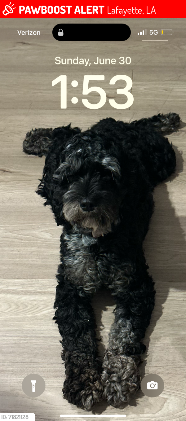 Lost Female Dog last seen E Cedar St Lafayette LA, Lafayette, LA 70501