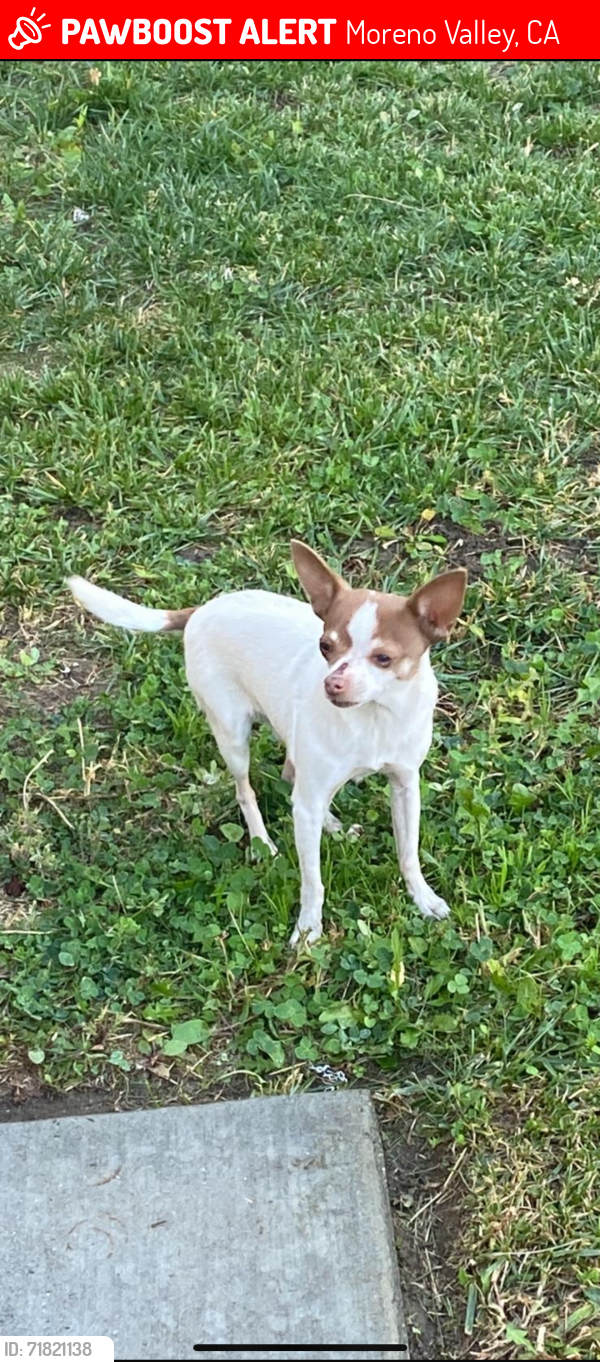 Lost Male Dog last seen Yoshy was last seen in the neighborhood across valley view highschool , he was last seen today around 10am , please help me find him he is sick and needs his . Thankyou, Moreno Valley, CA 92555