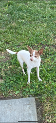 Lost Male Dog last seen Yoshy was last seen in the neighborhood across valley view highschool , he was last seen today around 10am , please help me find him he is sick and needs his . Thankyou, Moreno Valley, CA 92555