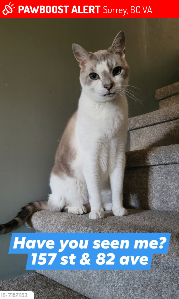 Lost Male Cat last seen Near st & 82 ave, Surrey, BC V4A