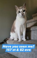 Lost Male Cat last seen Near st & 82 ave, Surrey, BC V4A