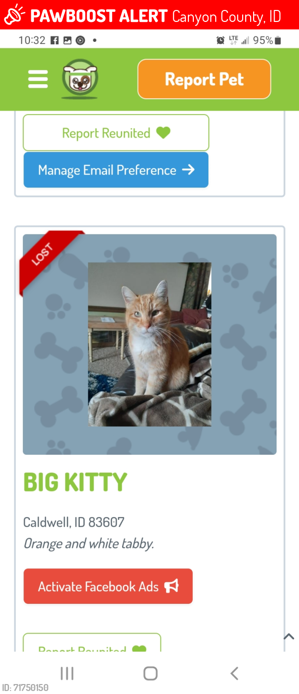 Lost Male Cat last seen Lake Ave and Karcher. Fieldcrest subdivision , Canyon County, ID 83607