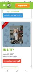 Lost Male Cat last seen Lake Ave and Karcher. Fieldcrest subdivision , Canyon County, ID 83607