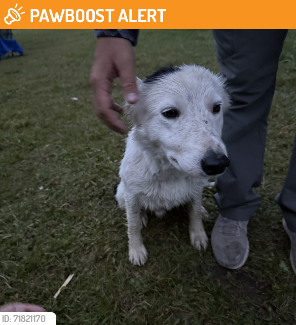 Found/Stray Male Dog last seen Elk view Inn, Johnson County, WY 82834