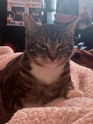 Lost Male Cat last seen Stanley Way, Escondido, CA 92027