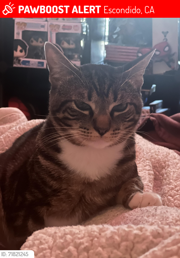 Lost Male Cat last seen Stanley Way, Escondido, CA 92027