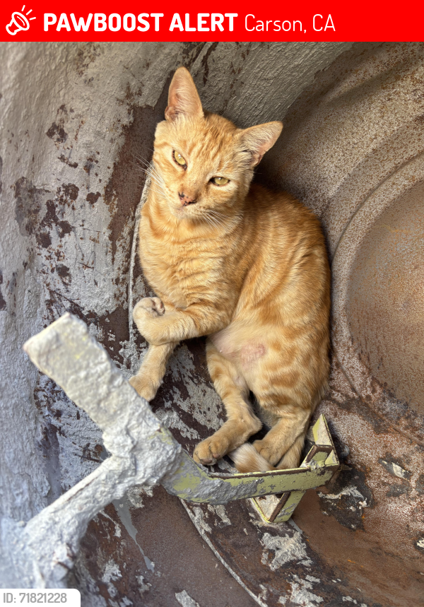 Lost Male Cat last seen Bonita Street Steam Academy , Carson, CA 90745