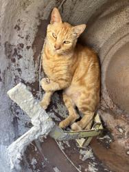 Lost Male Cat last seen Bonita Street Steam Academy , Carson, CA 90745