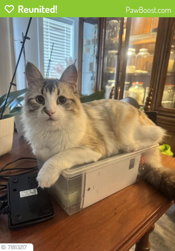 Reunited Male Cat last seen Ben lee, Kelowna, BC V1X 6S5
