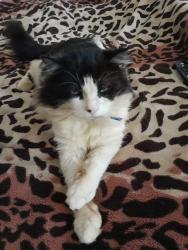 Lost Male Cat last seen Walgrave Street, Kingston upon Hull, England HU5