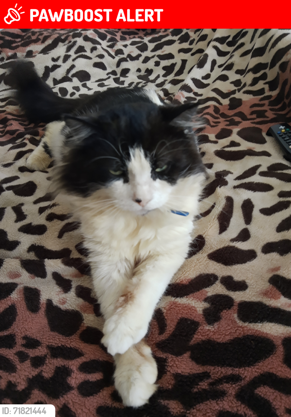 Lost Male Cat last seen Walgrave Street, Kingston upon Hull, England HU5