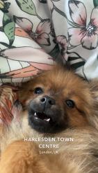 Lost Female Dog last seen Manor Park road by pepes, Greater London, England NW10