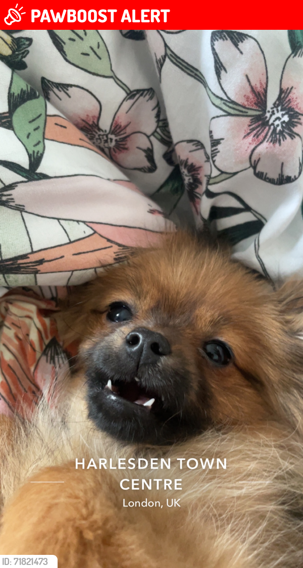 Lost Female Dog last seen Manor Park road by pepes, Greater London, England NW10