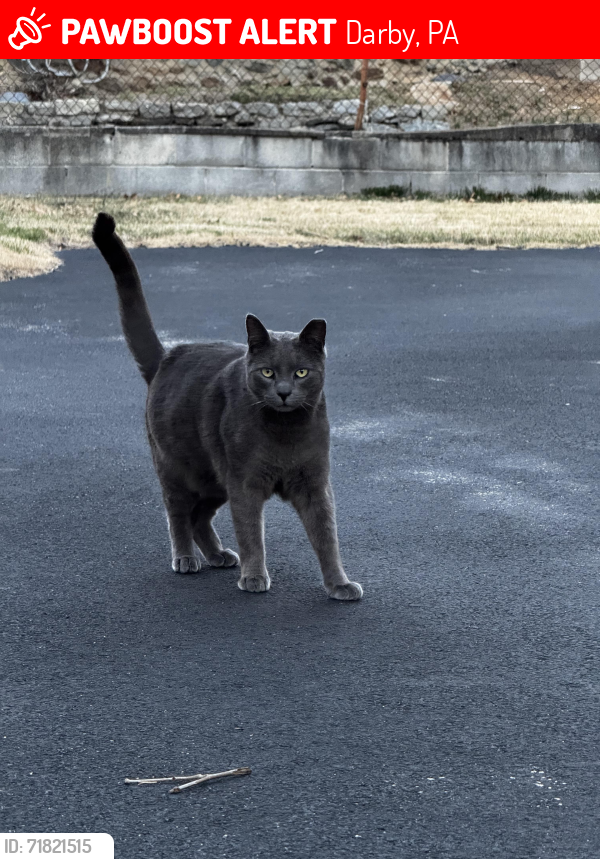 Lost Female Cat last seen Springfield road and mcdade blvd , Darby, PA 19023