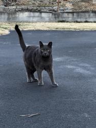 Lost Female Cat last seen Springfield road and mcdade blvd , Darby, PA 19023