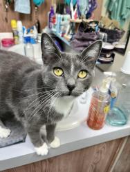 Lost Female Cat last seen Crisholm and Cantrice lane 83607, Caldwell, ID 83607