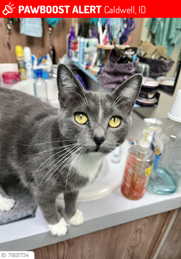 Lost Female Cat last seen Crisholm and Cantrice lane 83607, Caldwell, ID 83607