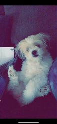 Lost Female Dog last seen Prospect st. And Moyallen st., Wilkes-Barre, PA 18702
