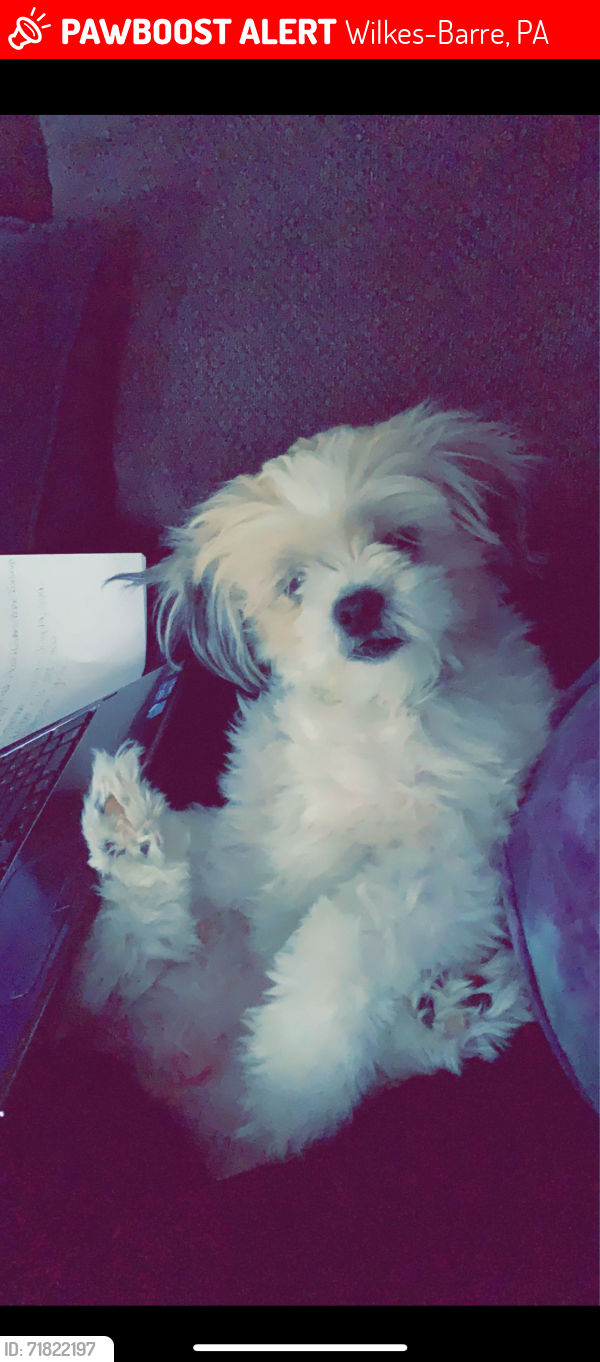 Lost Female Dog last seen Prospect st. And Moyallen st., Wilkes-Barre, PA 18702