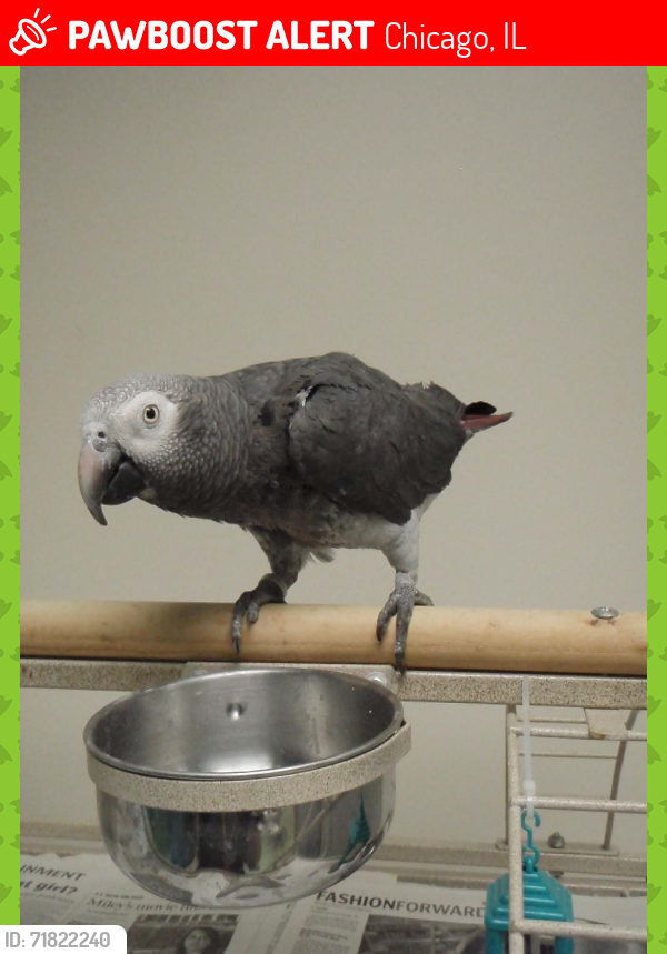 Lost Male Bird last seen Near N. Mobile Ave. Chicago, Illinois 60630, Chicago, IL 60630