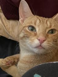 Lost Female Cat last seen McCarthy Street and Matthew St, near ODSS Highschoom, Orangeville, ON L9W 2H4