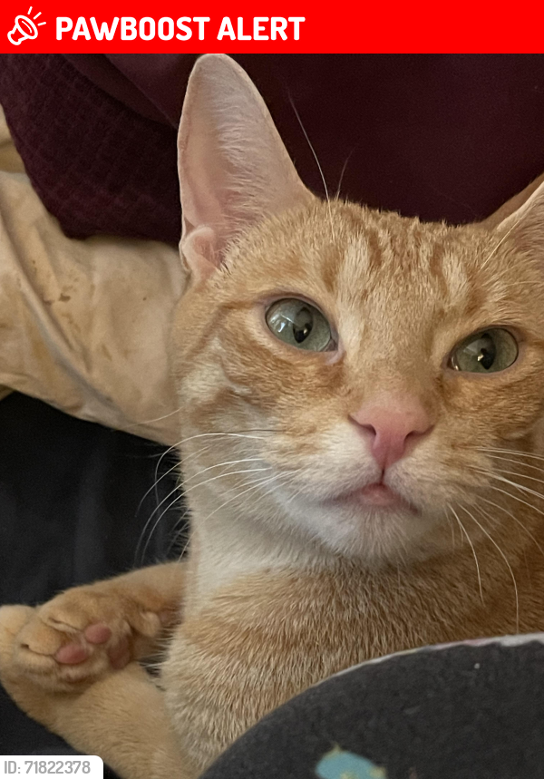 Lost Female Cat last seen McCarthy Street and Matthew St, near ODSS Highschoom, Orangeville, ON L9W 2H4