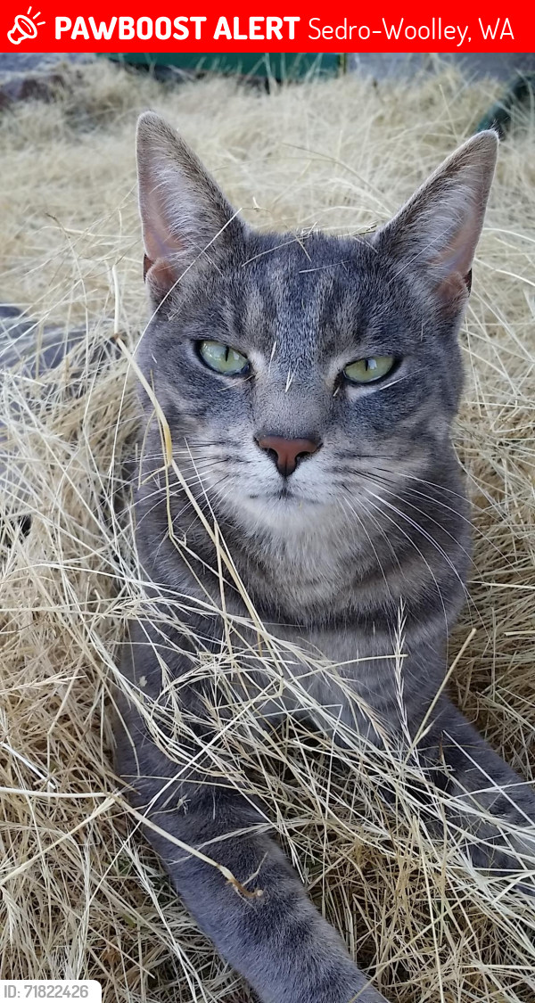 Lost Male Cat last seen Liberty Bell, Sedro-Woolley, WA 98284