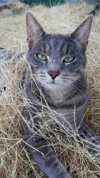 Lost Male Cat last seen Liberty Bell, Sedro-Woolley, WA 98284