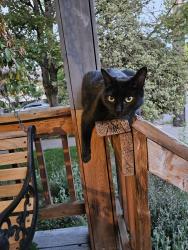 Lost Male Cat last seen SE 20th and Clinton , Portland, OR 97202