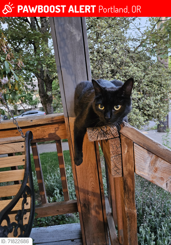 Lost Male Cat last seen SE 20th and Clinton , Portland, OR 97202